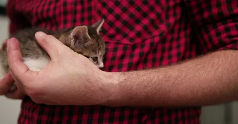 Hands safely holding a tiny sleeping fluffy kitten Stock Footage 55668954