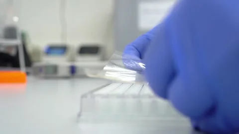 Hands of scientist closed 96 well plate with patienten DNA samples. research Stock Footage 156084569