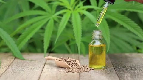 The hands of scientists dropping marijuana oil for experimentation and resear Stock Footage 200865348