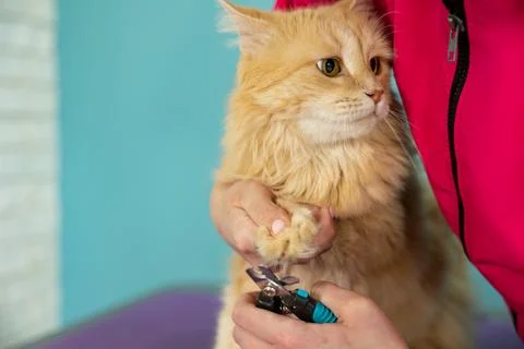 Hands scissors claws cat, doctor shearing cat's claws. Professional pet care Stock Photos