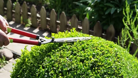 Hands with scissors for cutting bushes and grass shear boxwood in shape of ball. Stock Footage 130956189