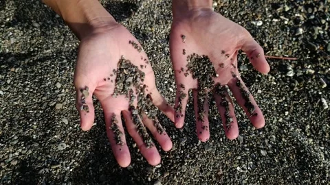 Hands Scooping and Dropping Sand onto the Seashore 動画素材 289614915