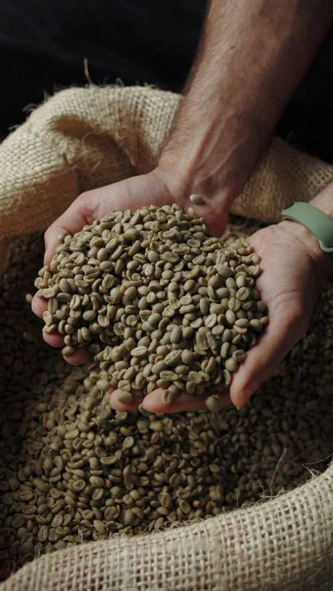 Hands scooping green coffee beans from burlap sack Stock Footage 310540799