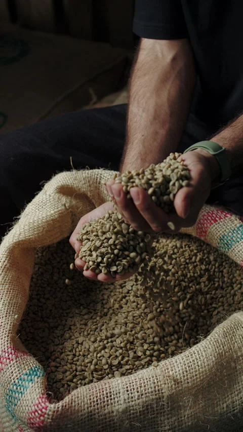 Hands scooping green coffee beans from burlap sack Stock Footage 310540897