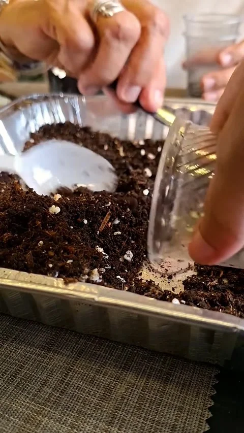 Hands Scooping up Potting Soil and Perlite Mix from Foil Container Video stock 337197641