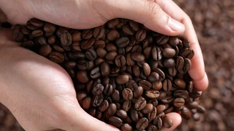 Hands scooping up roasted coffee beans. Stock Footage 177546046