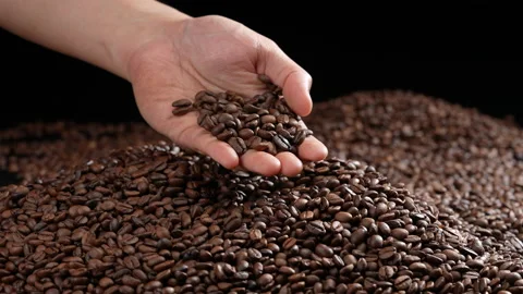 Hands scooping up roasted coffee beans. Видео 177547535