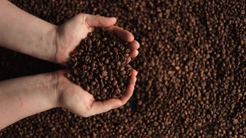 Hands scooping roasted coffee beans from a large pile, close-up view Stock Footage 338441393