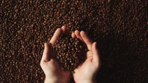 Hands scooping roasted coffee beans from a large pile, close-up, slow motion Stock Footage 338441422