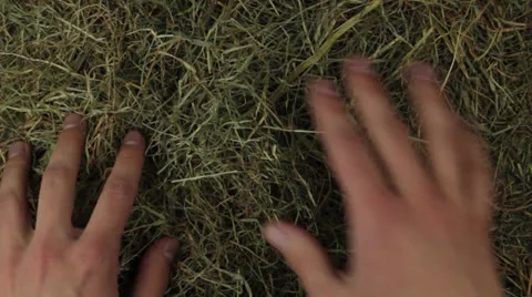 Hands searching for the needle in the hey Stock Footage 24869690