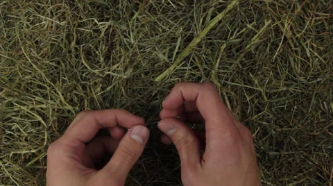Hands searching for the needle in the hey Stock Footage 24871229
