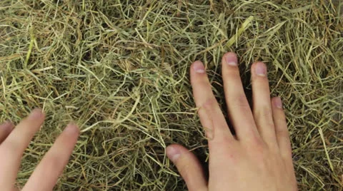 Hands searching for the needle in the hey Stock Footage 24923266