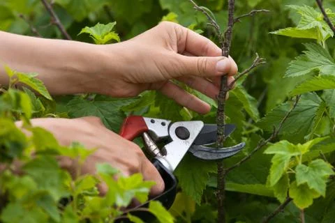 Hands with secateurs pruning black currant Stock Photos