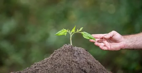 Hands secure plant within soil environment. Hands protect plant by soil envir Stock Photos