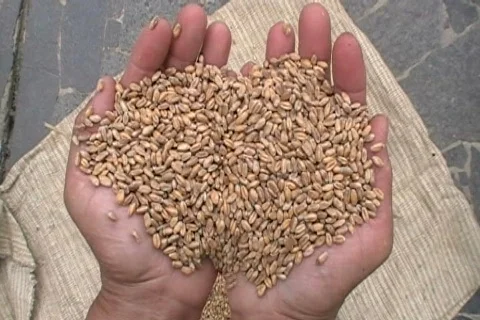 Hands seed Stock Footage 505403