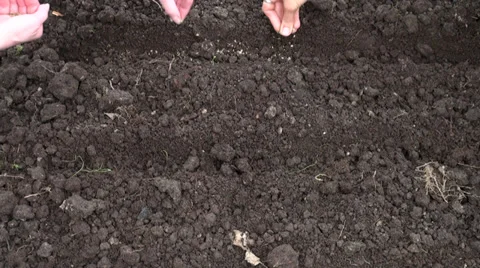 Hands, seeds, planting, land, patch. Video stock 38765780