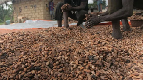 Hands select and shell cocoa beans, in Ivory Coast Stock Footage 220798697