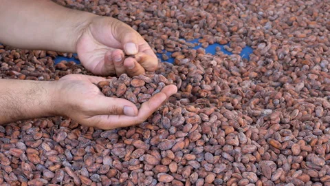 Hands select cocoa beans manually for the production of chocolate. Video stock 144594069