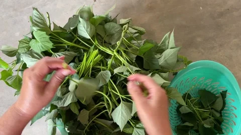 Hands Selecting Removing Stems and Putting Sweet Potato Leaves into Basket Stock Footage 309503327