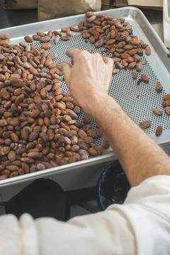 Hands sellect cocoa beans Hands select cocoa beans manually ,model release... Foto stock