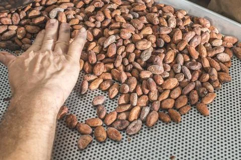 Hands sellect cocoa beans Hands select cocoa beans manually ,model release... Stock Photos