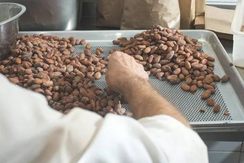 Hands sellect cocoa beans Hands select cocoa beans manually ,model release... 스톡 사진