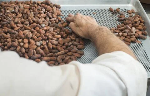 Hands sellect cocoa beans Hands select cocoa beans manually ,model release... 写真素材