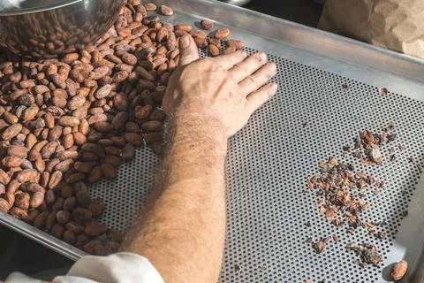 Hands sellect cocoa beans Hands select cocoa beans manually ,model release... 스톡 사진