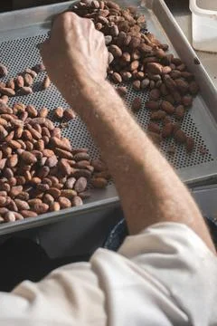 Hands sellect cocoa beans Hands select cocoa beans manually ,model release... Stock Photos