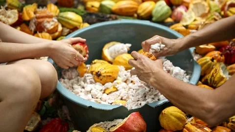 Hands separating cocoa beans from pulp, post-harvest process, Bahia Stock Footage 317573634