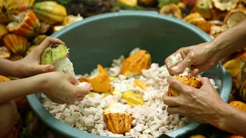 Hands separating cocoa beans from pulp, post-harvest process, Bahia Stock Footage 317573876