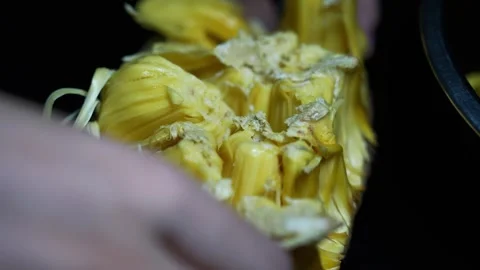 Hands separating ripe yellow jackfruit flesh, showing the fibrous texture a.. Видео 339022501