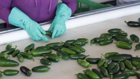 Hands separating serrano peppers in bad condition Stock-Footage 130048774