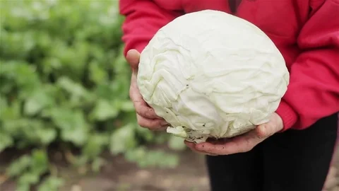 Hands showing cabbage harvested close up. Farmer woman hold turns round white Stock Footage 70124024