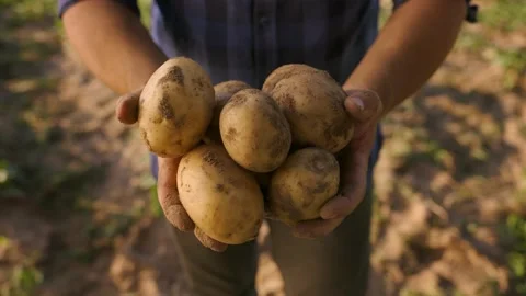 Hands showing heap of fresh raw potatoes Stock Footage 204020537