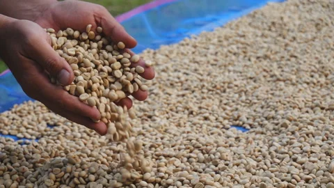 Hands Sifting Drying Coffee Beans by Coffee Farmer. slow motion. Stock-Footage 144521739