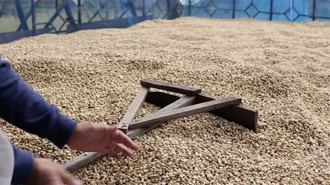 Hands Sifting Drying Coffee Beans by Coffee Farmer Stock Footage 167926029