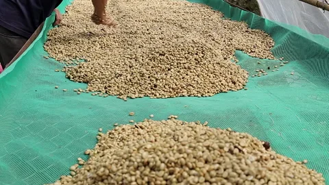 Hands Sifting Drying Coffee Beans by Coffee Farmer Stock Footage 188531449