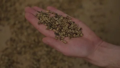 Hands Sifting Drying Green coffee beans Stock Footage 276160142