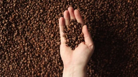 Hands Sifting Through Roasted Coffee Beans, Close-Up Macro View Vidéo 338441477