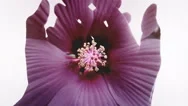 Hands Silhouette Hibiscus Flower De Stock Footage