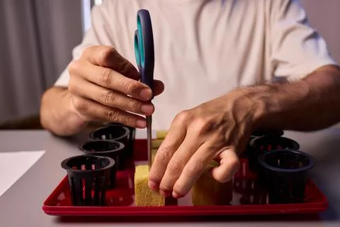 Hands Skillfully Managing Hydroponic Growing Medium with Exact Precise Careful Stock Photos
