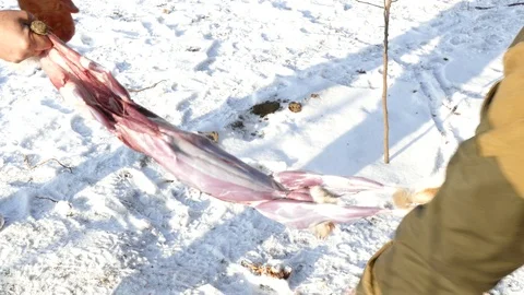 Hands skinning a hare carcass 스톡 동영상 123574997