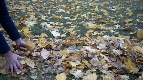 Hands in slow motion throw up yellow autumn leaves Stock Footage 119949258