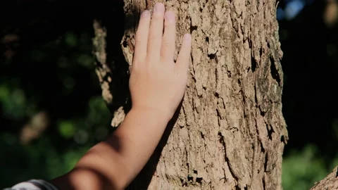 Hands of small child touching old bark on big tree trunk in the forest. Vídeos de archivo 169229198