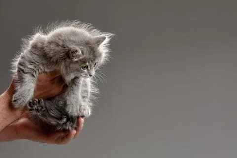 On the hands of a small gray-white kitten, gray background, copyspace, the Stock Photos