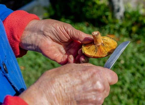 Hands with a small knife cleaning an orange mushroom Stock Photos