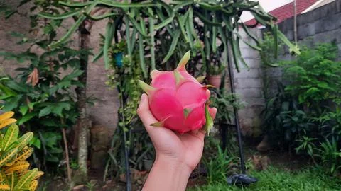 Hands with a small red dragon fruit Stock Photos