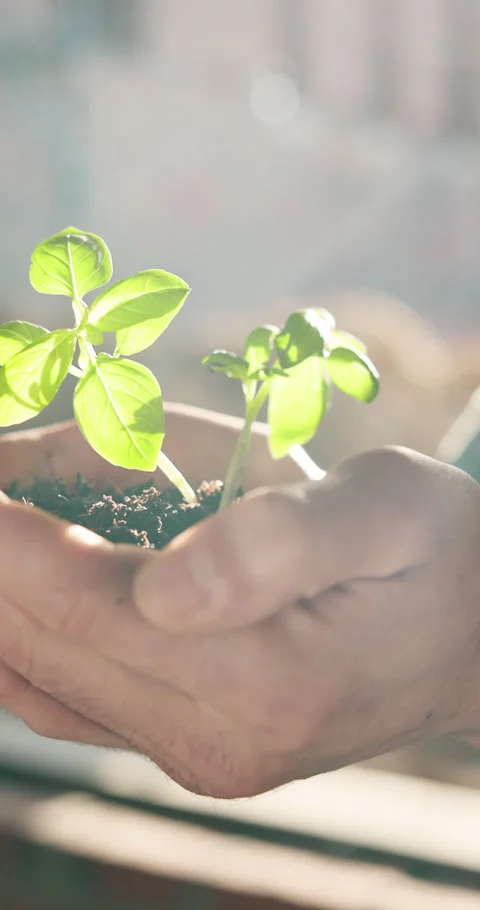 Hands, soil and engineer with seedling growth at construction site, sustainable Stock Footage 341081952