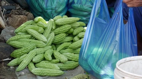 Hands sort and pack fresh bitter melons into plastic bags at a local market stal 스톡 동영상 341111559